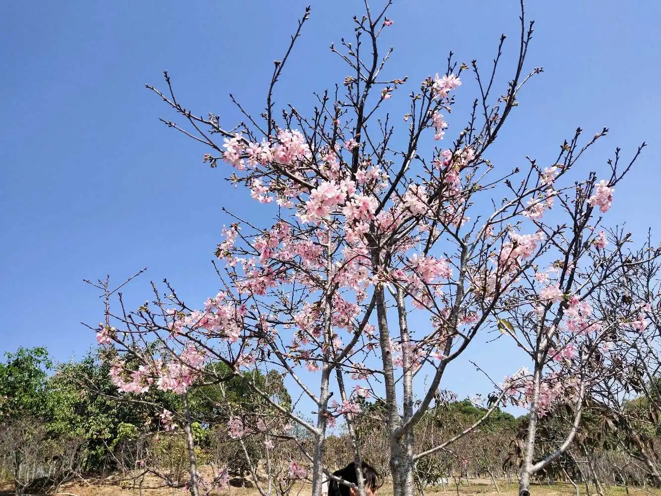 又到樱花灿烂时，深圳赏花好去处-聚龙山樱花谷.