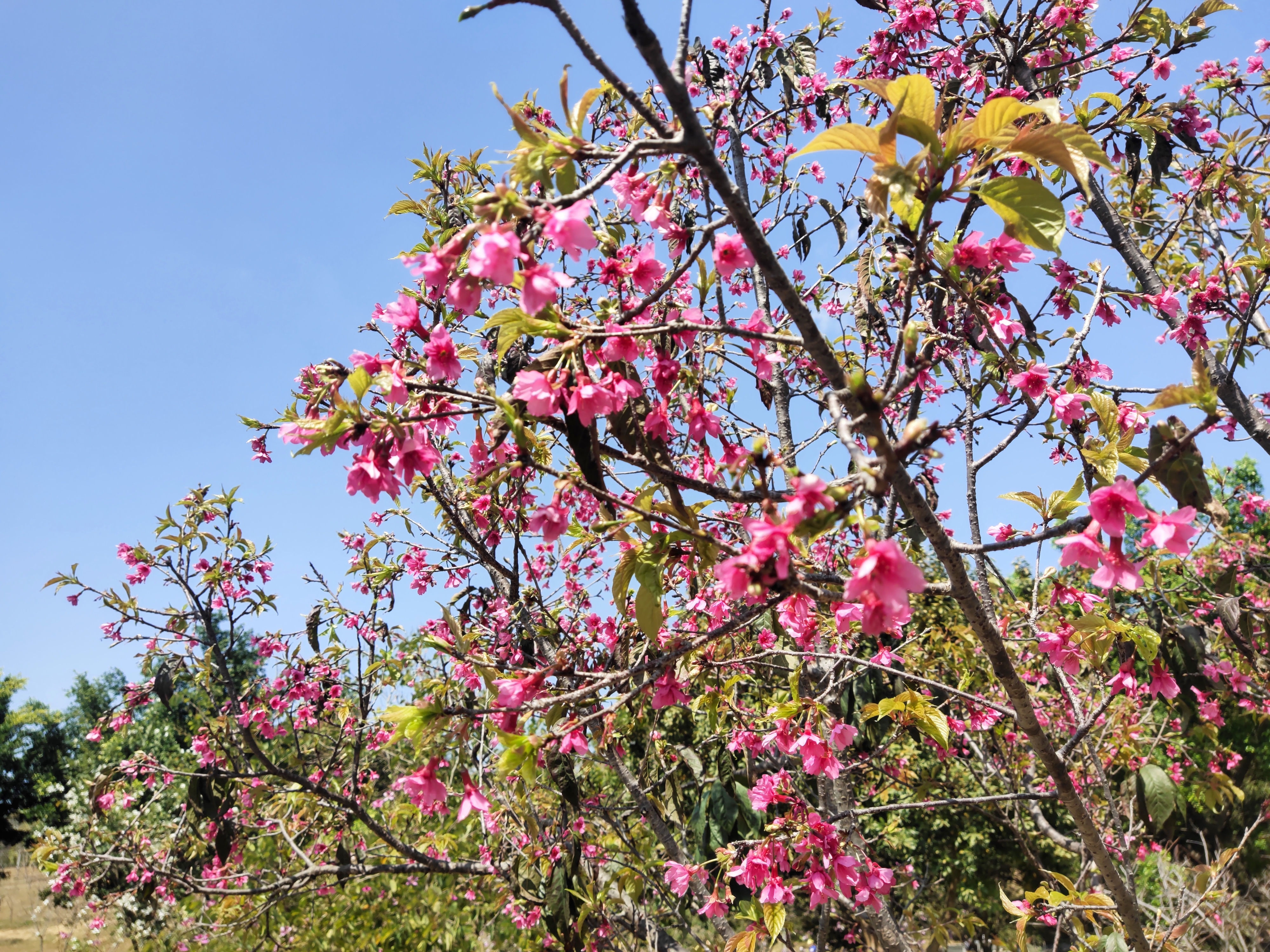 又到樱花灿烂时，深圳赏花好去处-聚龙山樱花谷.