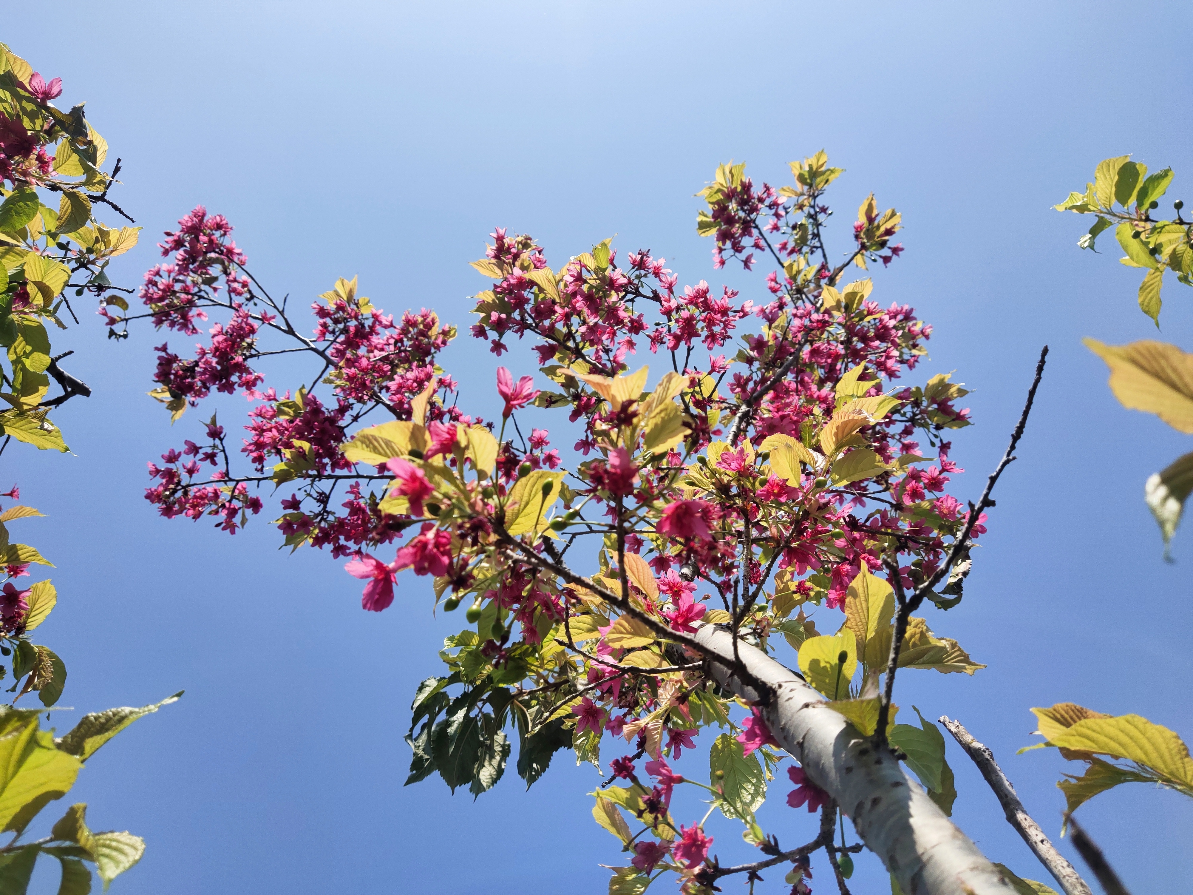 又到樱花灿烂时，深圳赏花好去处-聚龙山樱花谷.