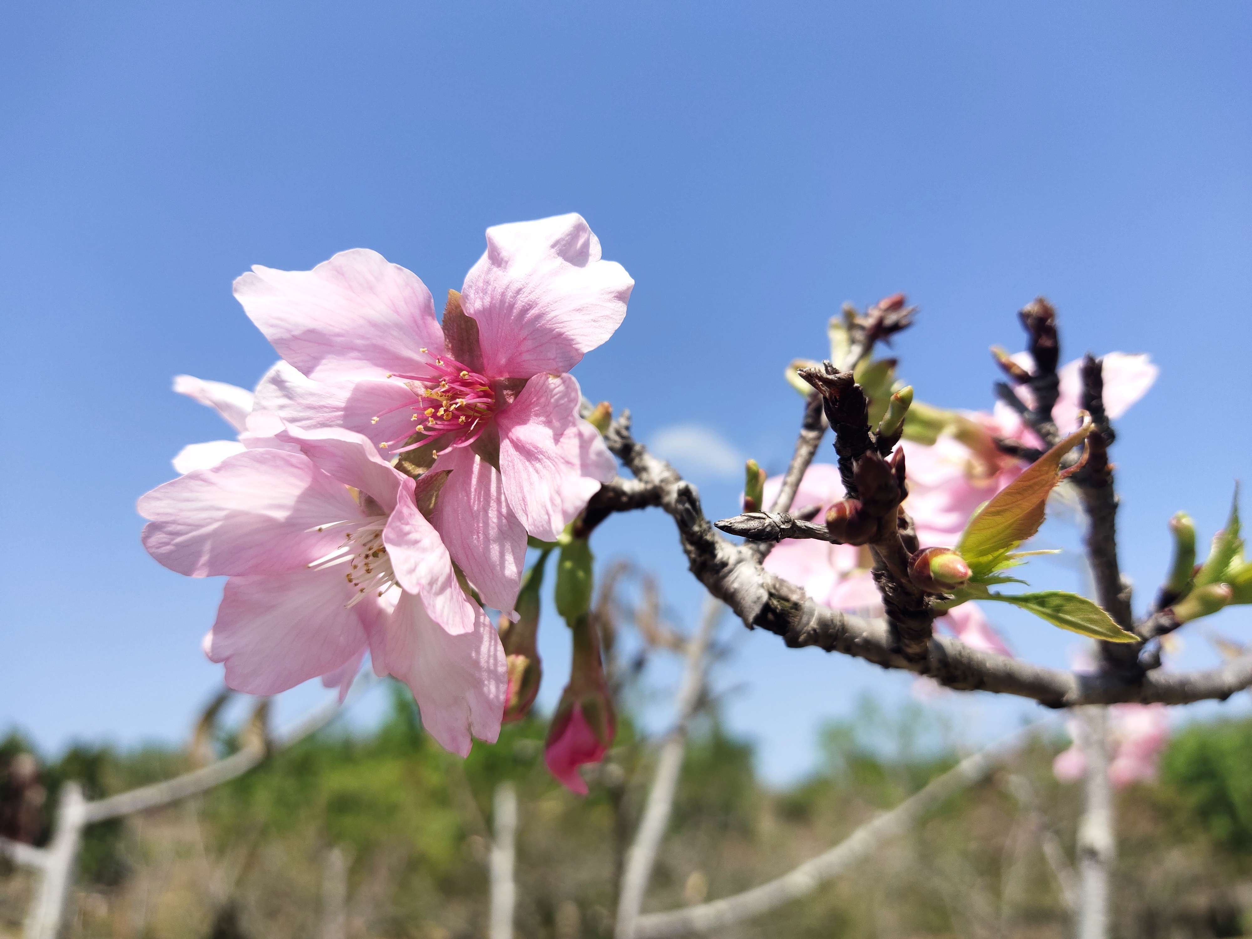 又到樱花灿烂时，深圳赏花好去处-聚龙山樱花谷.