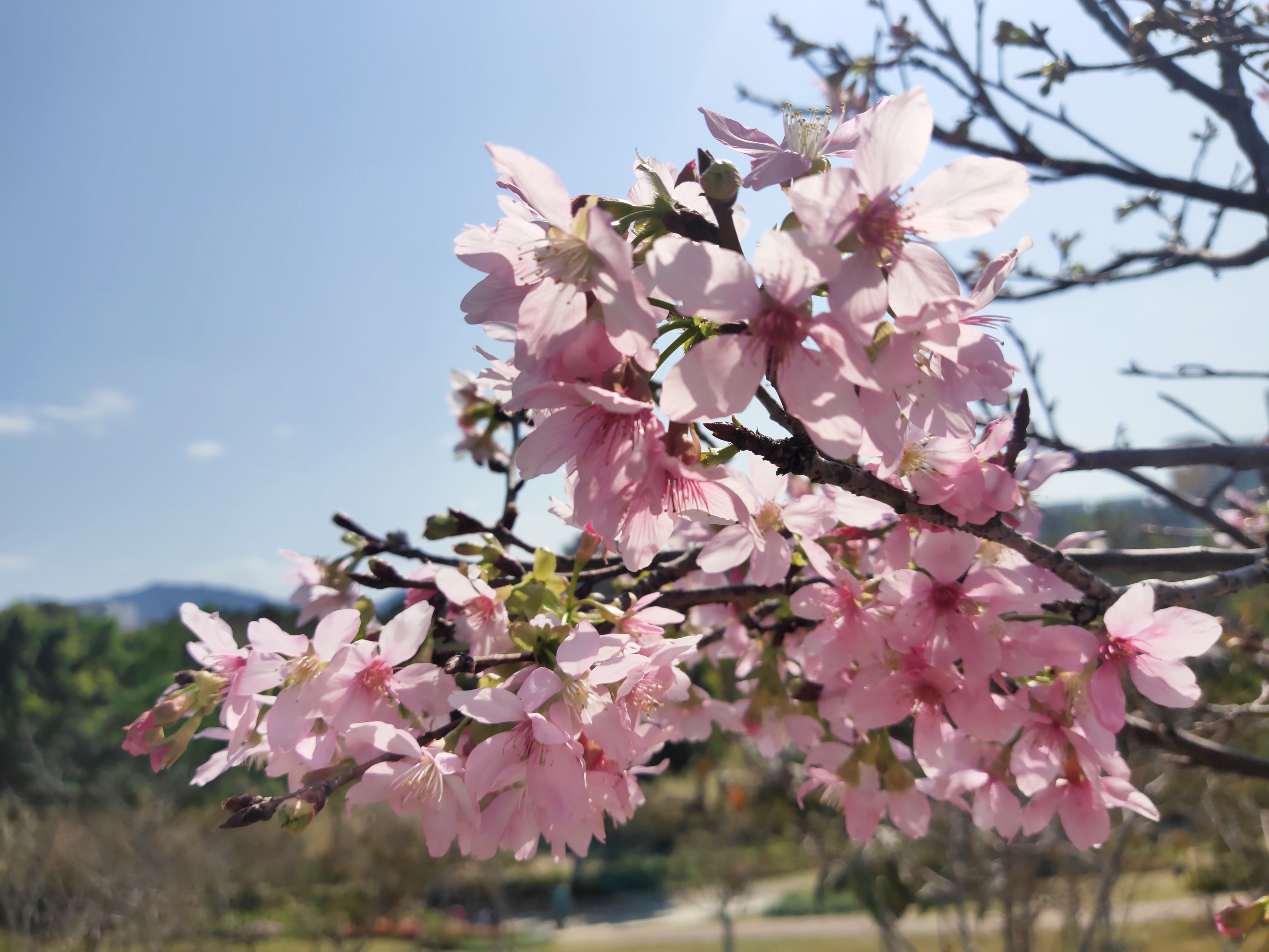 又到樱花灿烂时，深圳赏花好去处-聚龙山樱花谷.