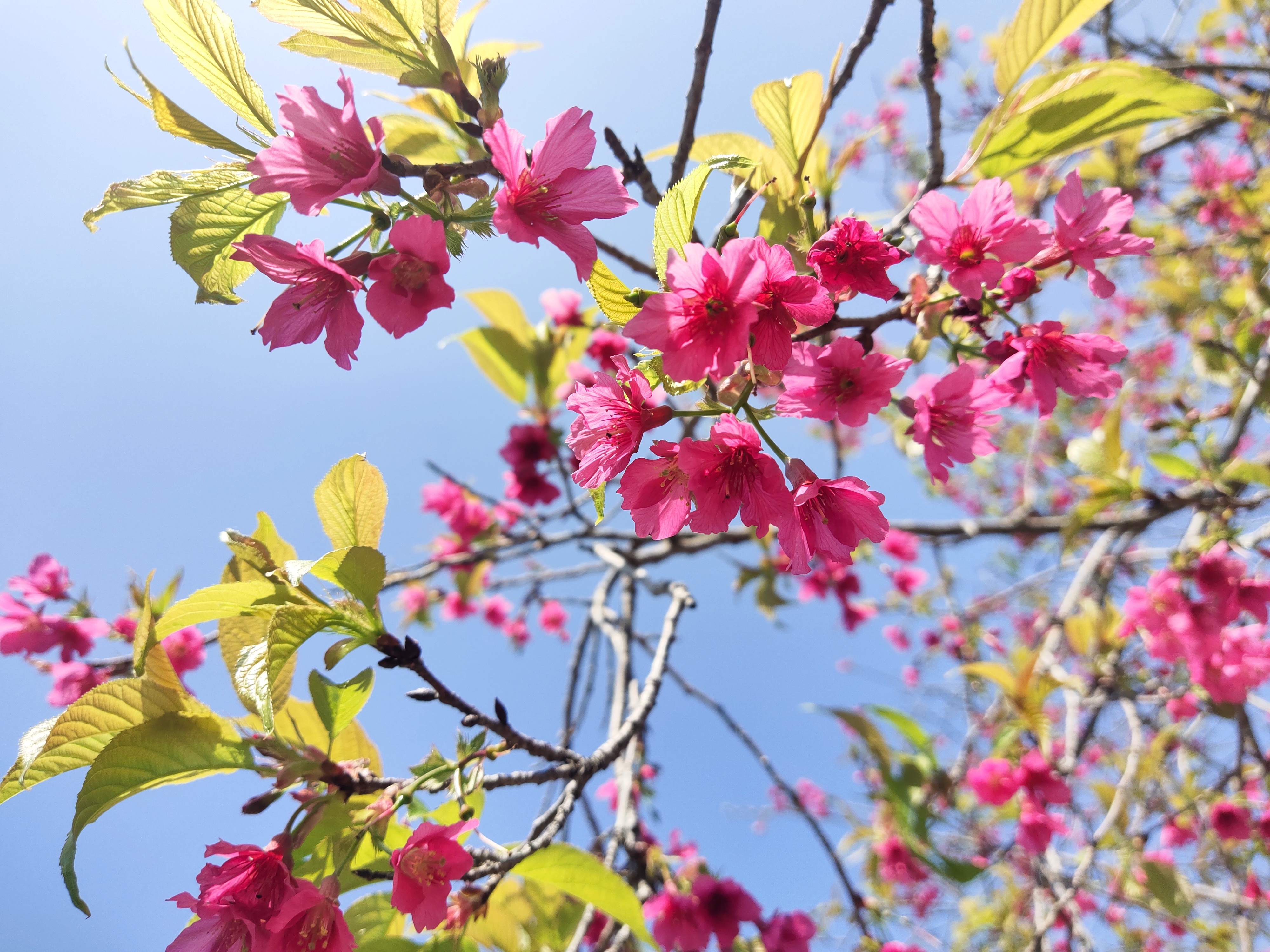 又到樱花灿烂时，深圳赏花好去处-聚龙山樱花谷.