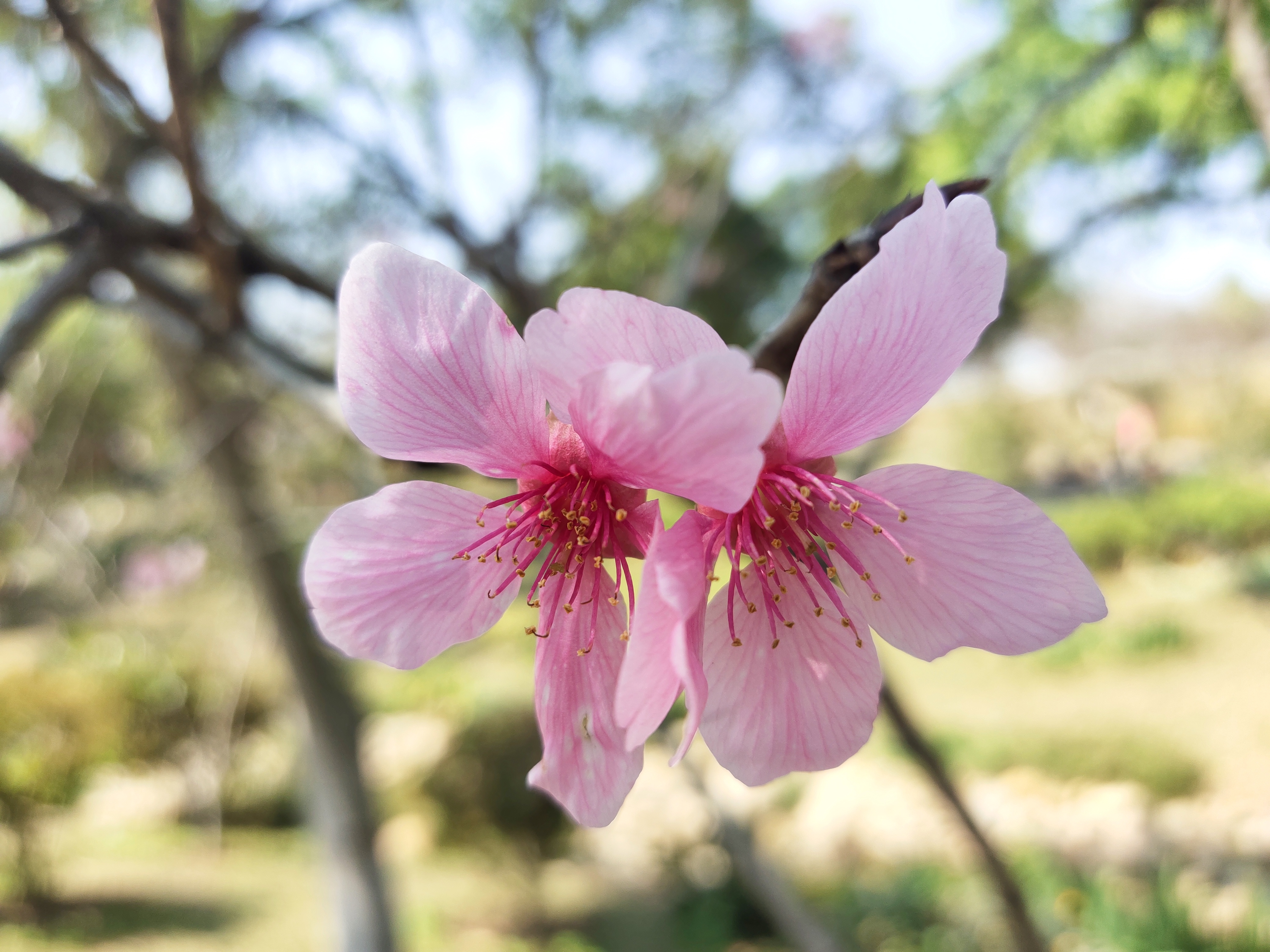 又到樱花灿烂时，深圳赏花好去处-聚龙山樱花谷.