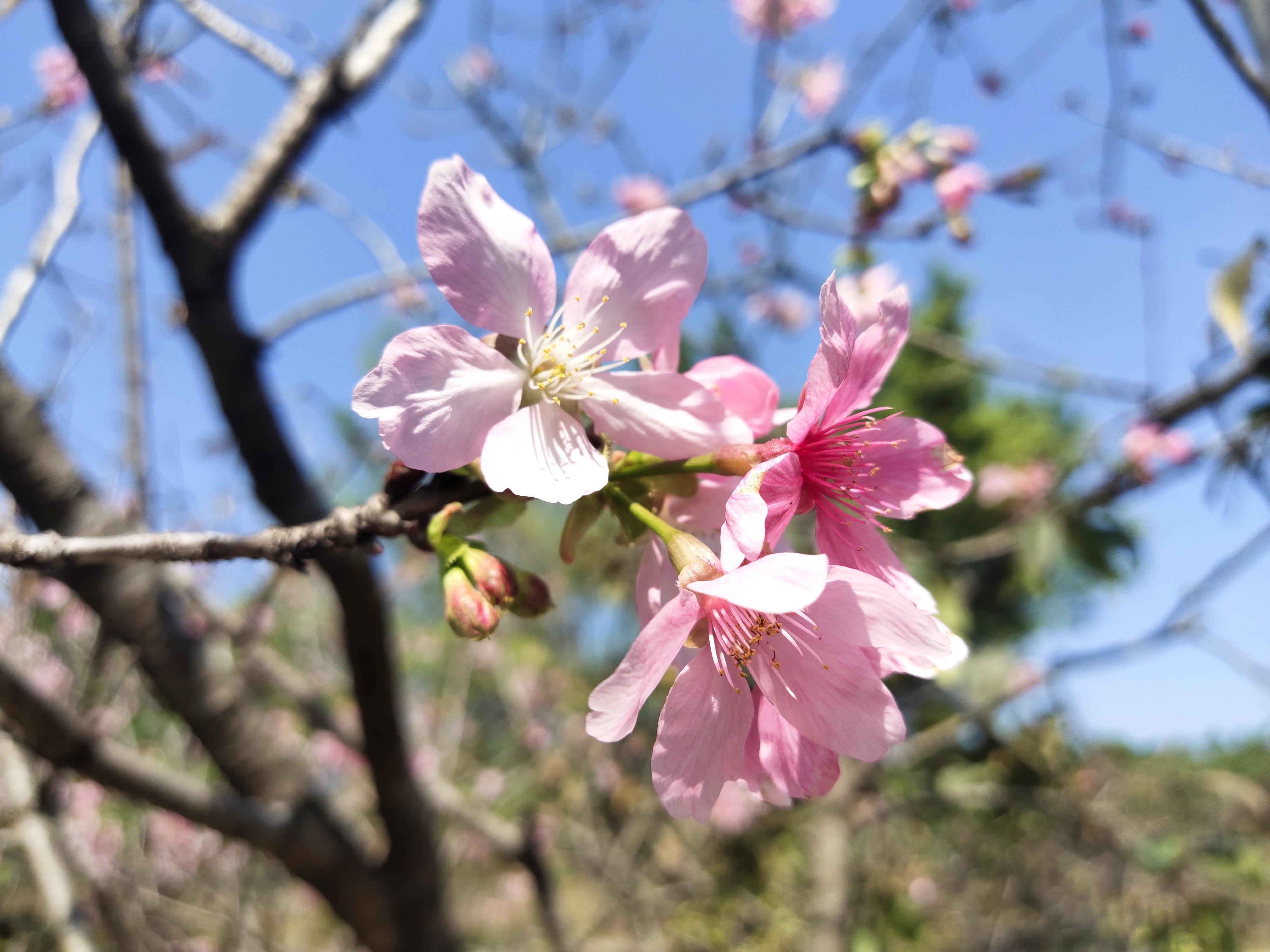 又到樱花灿烂时，深圳赏花好去处-聚龙山樱花谷.