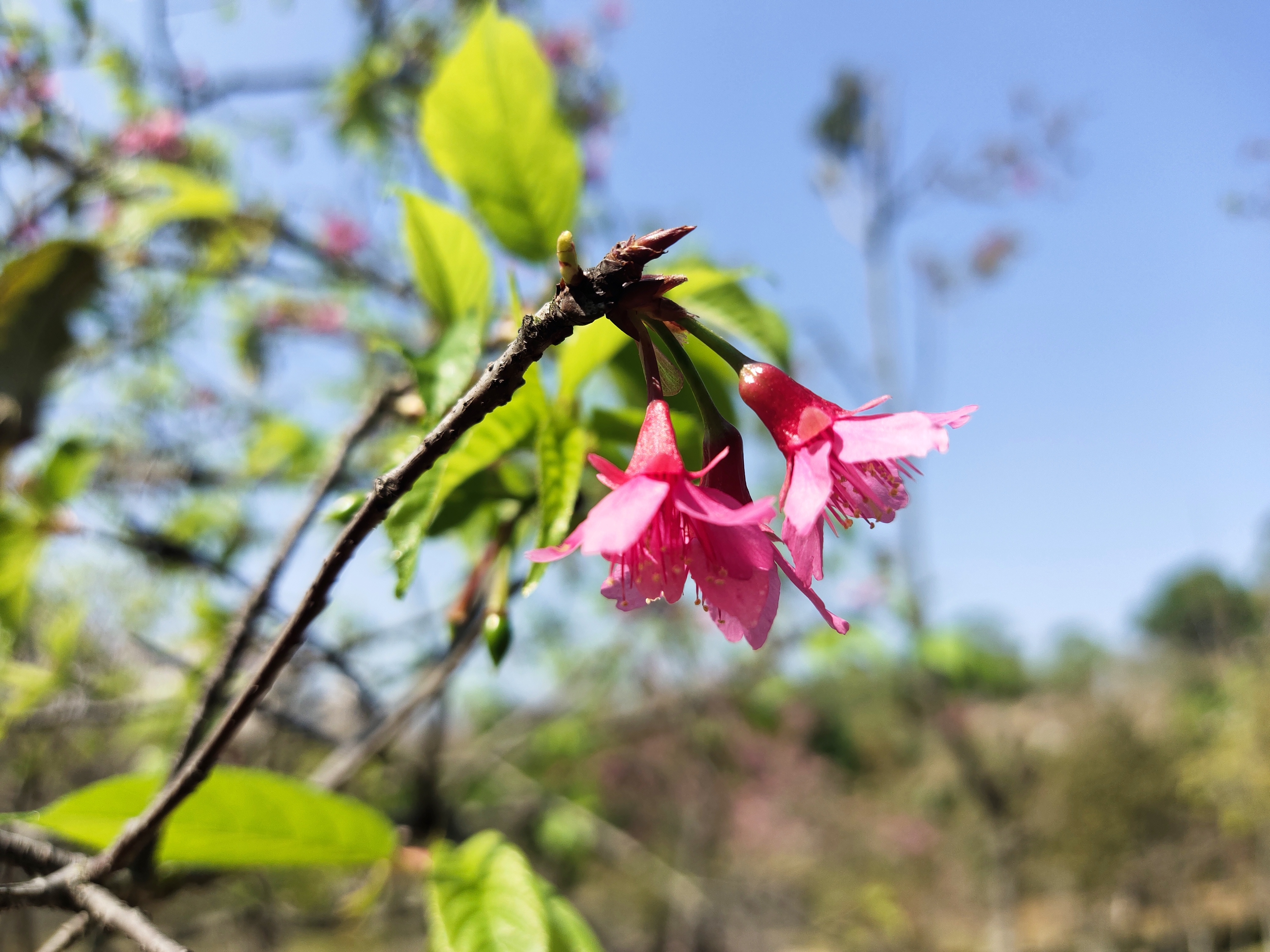 又到樱花灿烂时，深圳赏花好去处-聚龙山樱花谷.