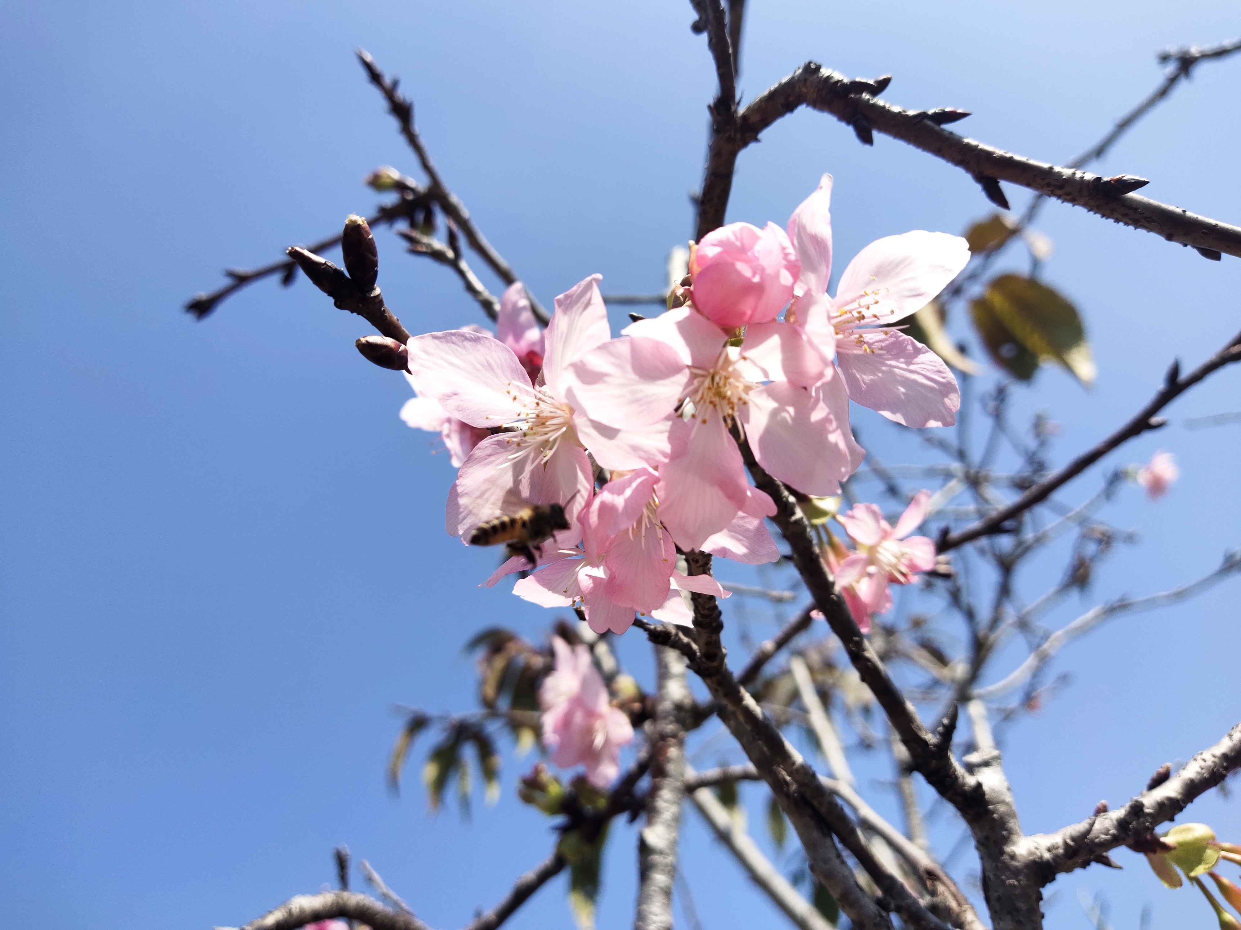 又到樱花灿烂时，深圳赏花好去处-聚龙山樱花谷.