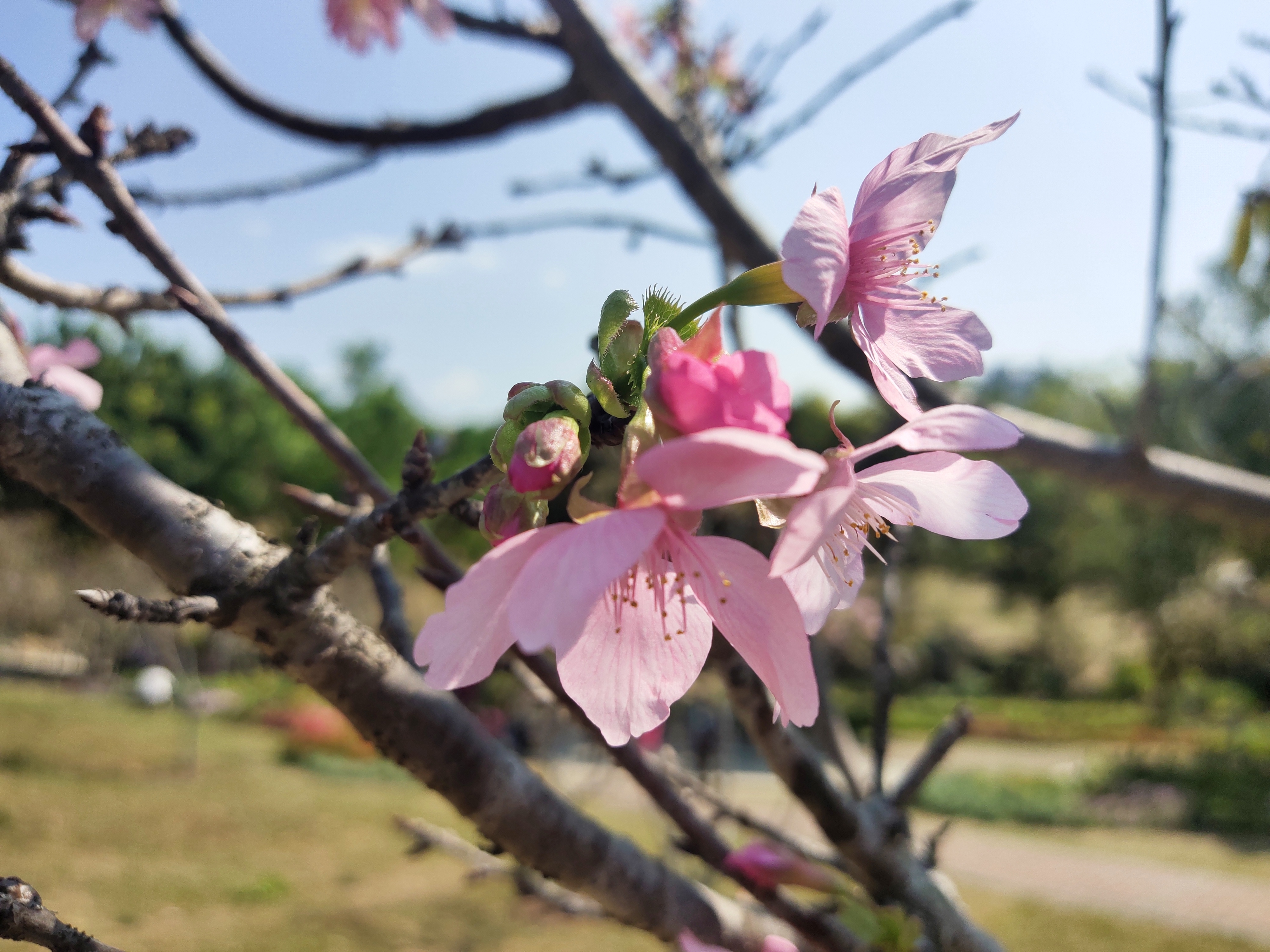 又到樱花灿烂时，深圳赏花好去处-聚龙山樱花谷.