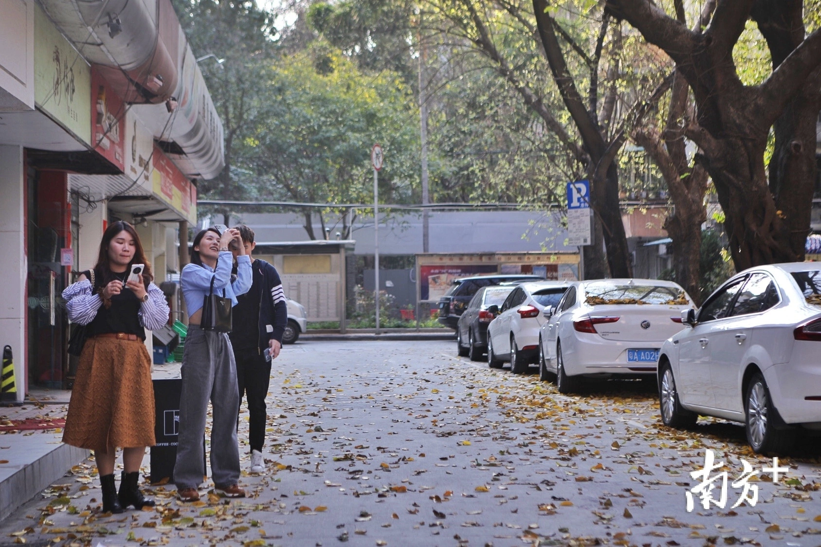 黄叶季来临！羊城街巷遍地金黄引街坊打卡