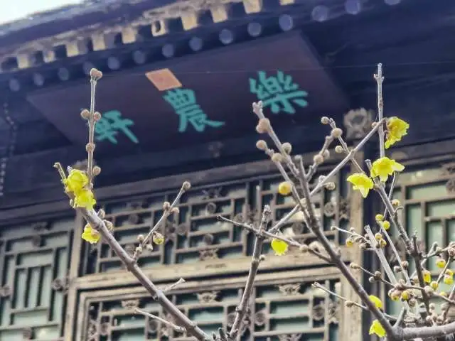 颐和园乐农轩景区初春蜡梅花盛开，吸引游客探访早春