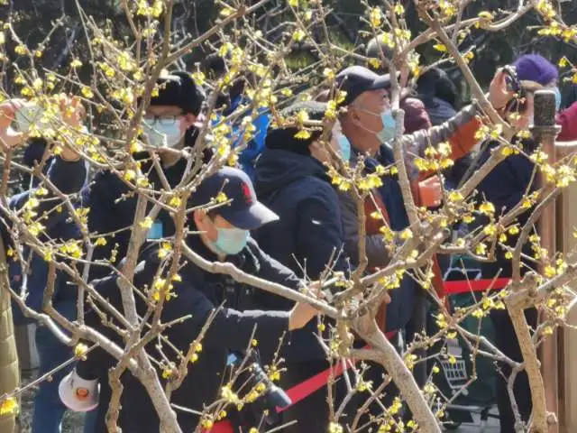 颐和园乐农轩景区初春蜡梅花盛开，吸引游客探访早春