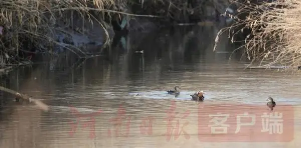 283只！大种群鸳鸯现身孟津黄河湿地