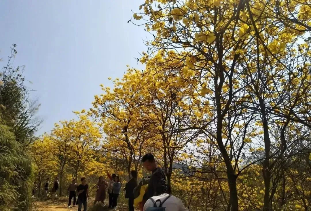 刷屏了！梧州黄花风铃木惊艳绽放！金黄黄一片，美炸了，错过再等一年……