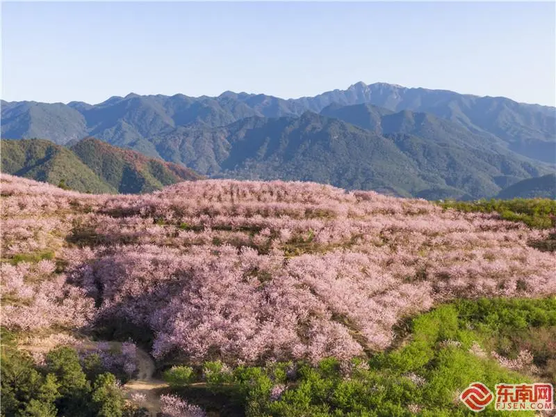 不负春光 三明清流赖坊2000亩樱花