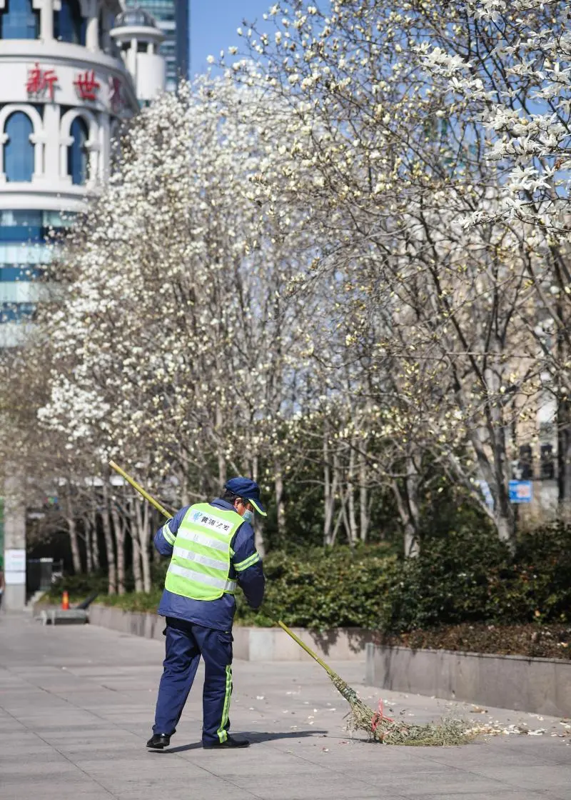 申城春来早，白玉兰提前半个月绽放……