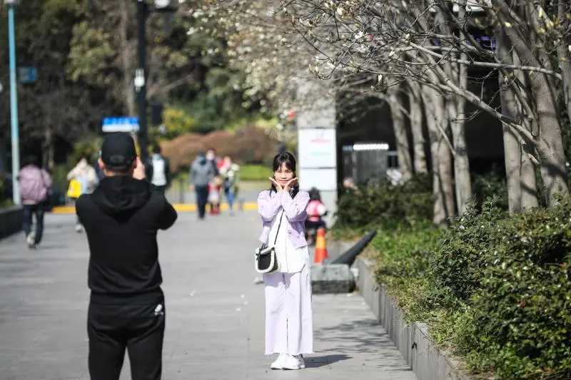 申城春来早，白玉兰提前半个月绽放……