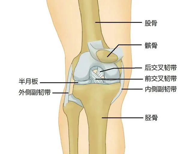 布朗尼半月板撕裂，篮球生涯高开低走？非职业运动员也需要当心！