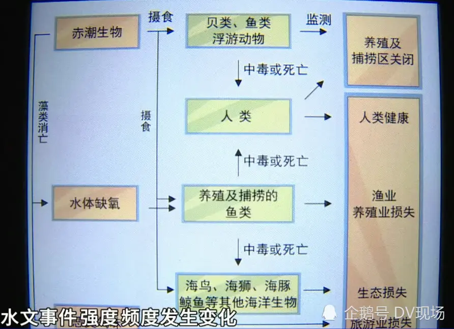 惠州双月湾再现“蓝眼泪”奇观，犹如海水被蓝色的火焰点燃