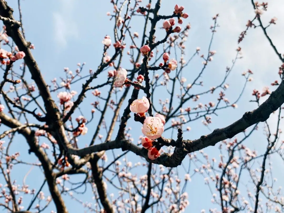 又是一年杏花开，去万竹园邂逅最美的杏花！