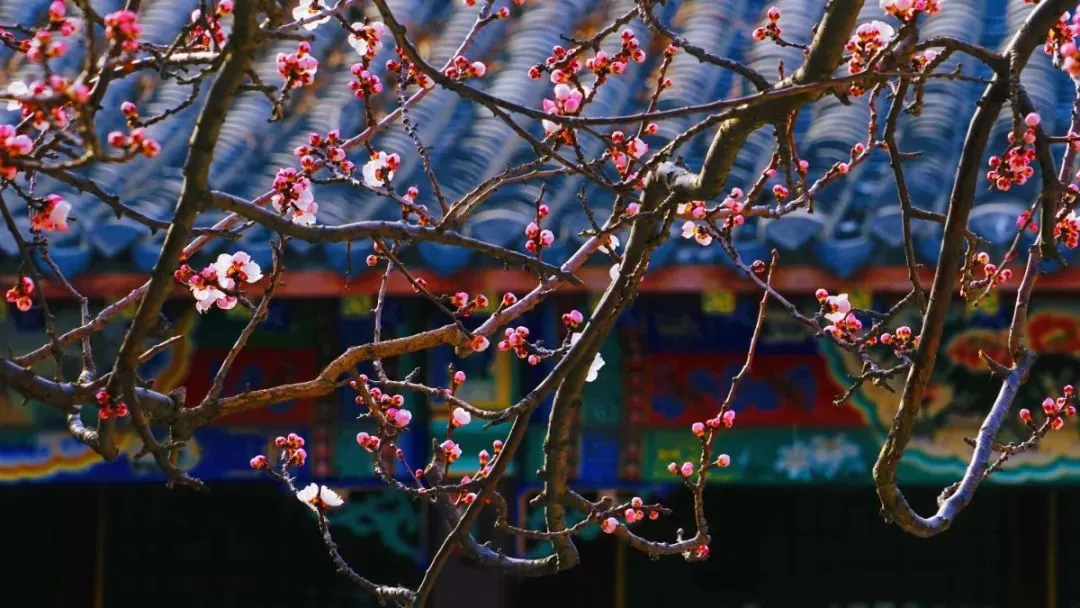 又是一年杏花开，去万竹园邂逅最美的杏花！