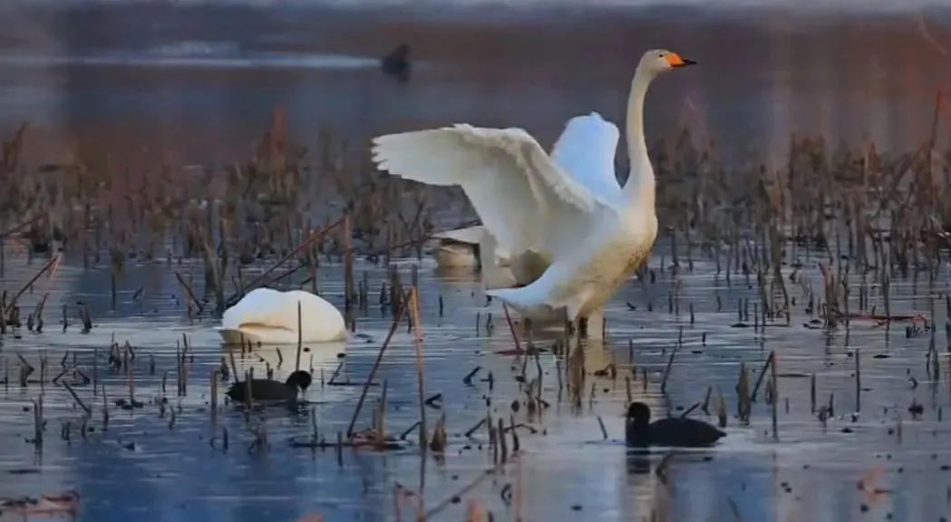 6只白天鹅！海阳湿地公园来了一批特殊的客人