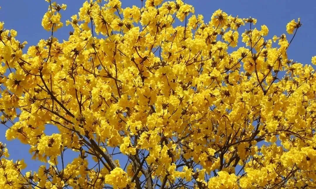 风铃花正如痴如醉，静待君赏