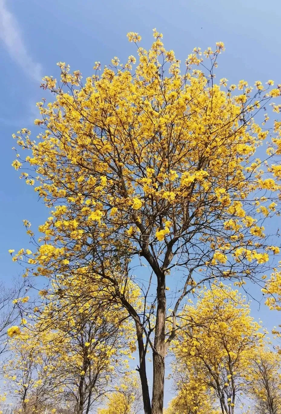 风铃花正如痴如醉，静待君赏