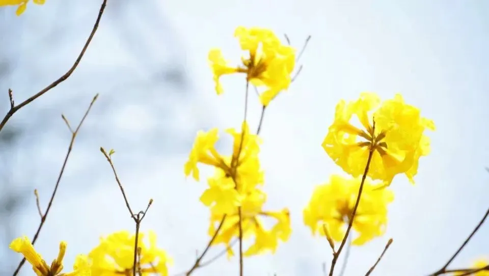 风铃花正如痴如醉，静待君赏