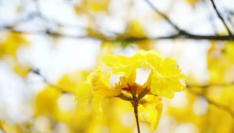 风铃花正如痴如醉，静待君赏