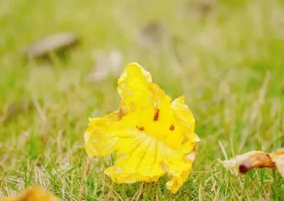 风铃花正如痴如醉，静待君赏