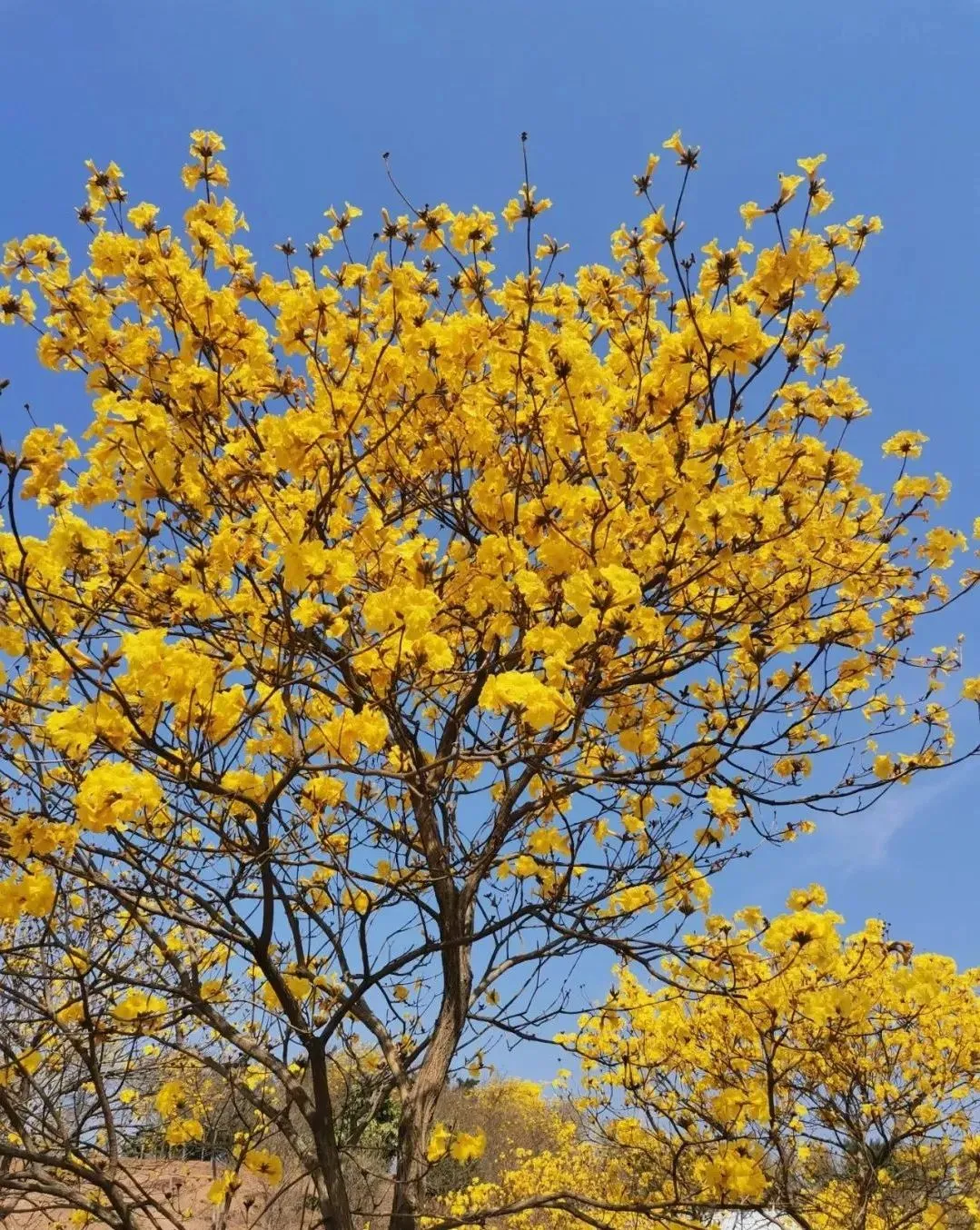 风铃花正如痴如醉，静待君赏