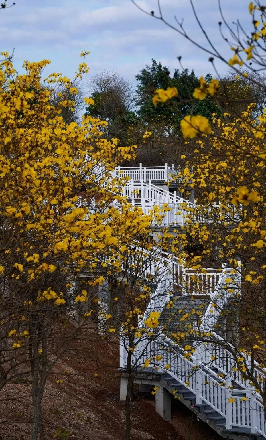 风铃花正如痴如醉，静待君赏