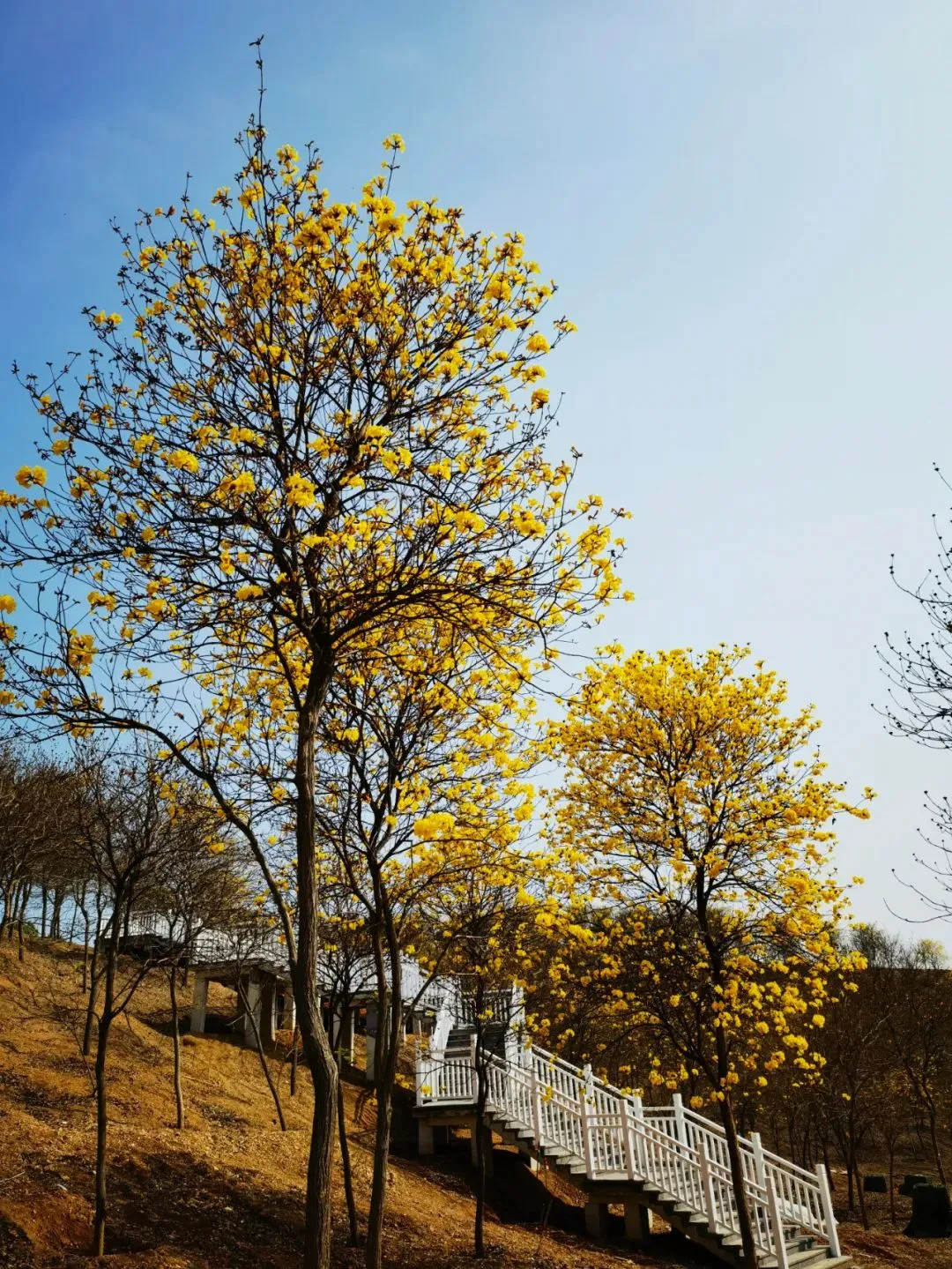 风铃花正如痴如醉，静待君赏