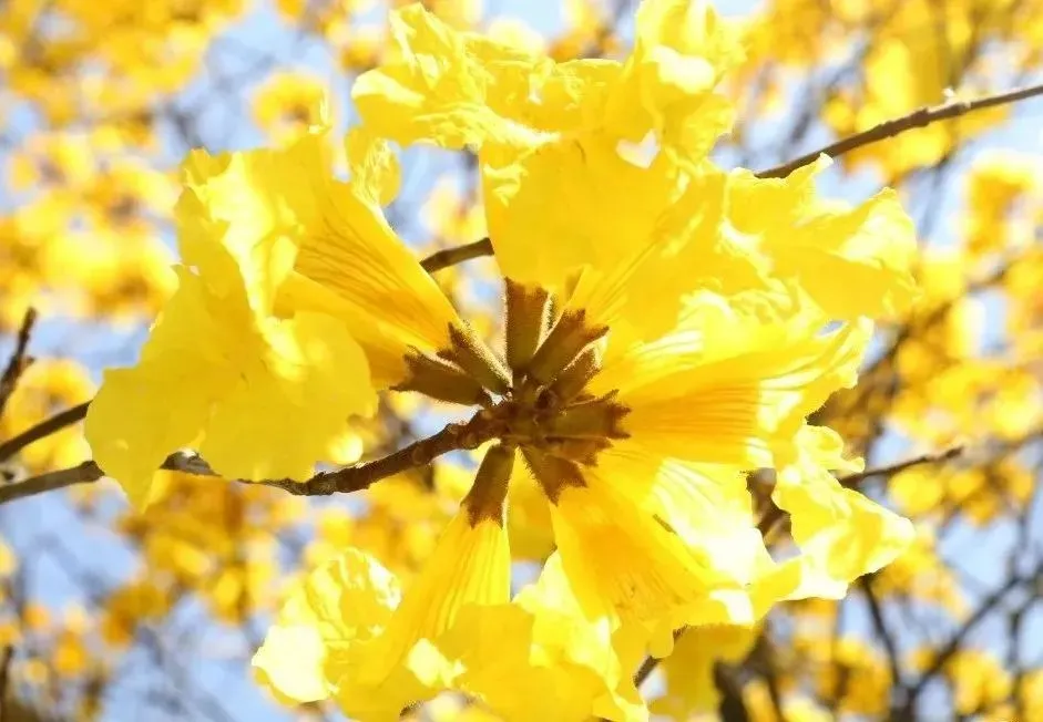 风铃花正如痴如醉，静待君赏