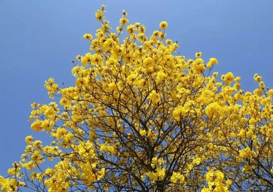 风铃花正如痴如醉，静待君赏