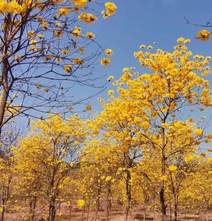 风铃花正如痴如醉，静待君赏