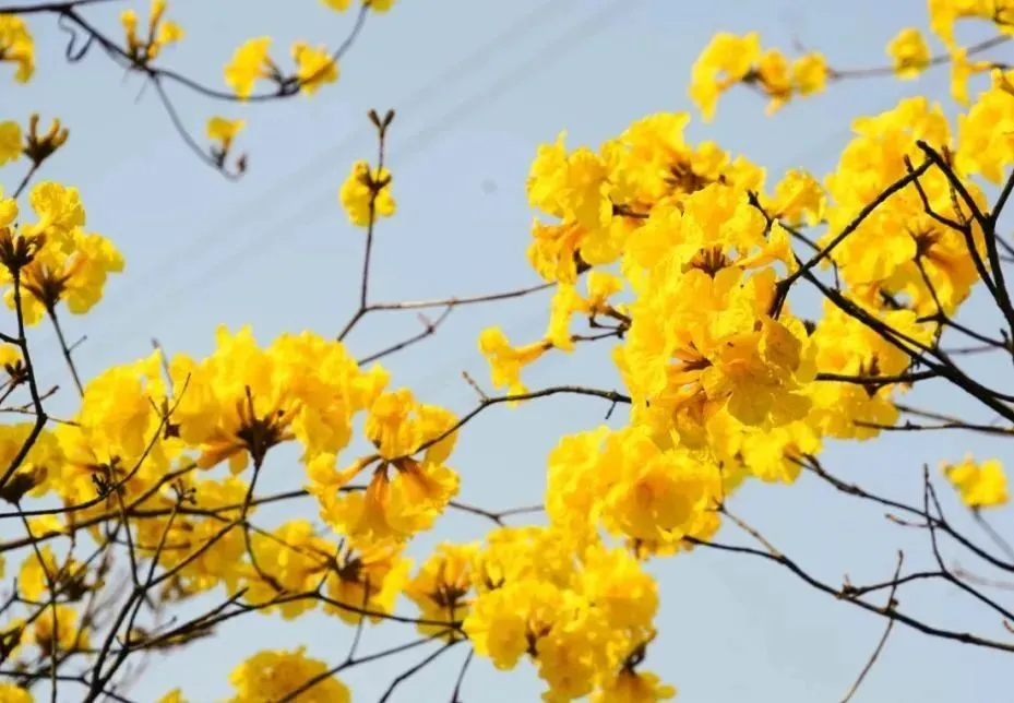 风铃花正如痴如醉，静待君赏