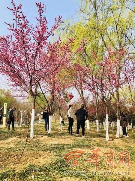 春天来看花｜赏花观柳放纸鸢 西安浐灞国家湿地公园春花香