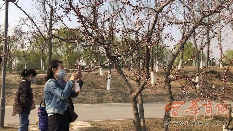 春天来看花｜赏花观柳放纸鸢 西安浐灞国家湿地公园春花香