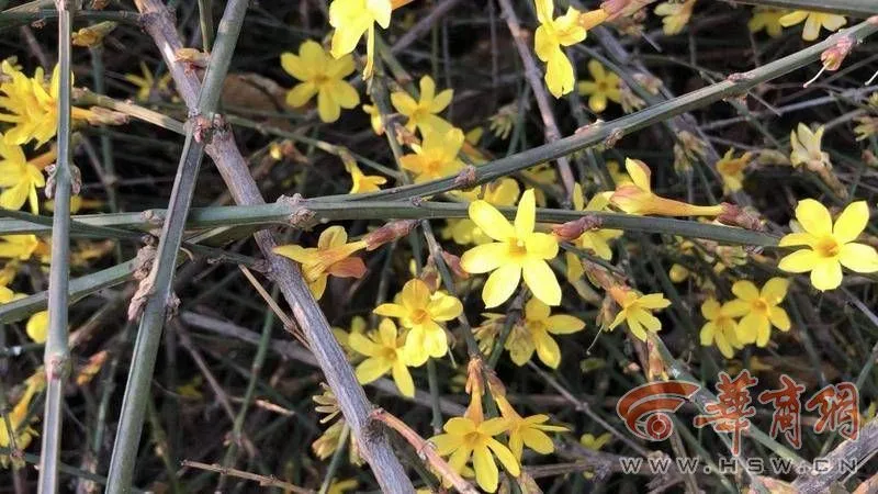 春天来看花｜赏花观柳放纸鸢 西安浐灞国家湿地公园春花香