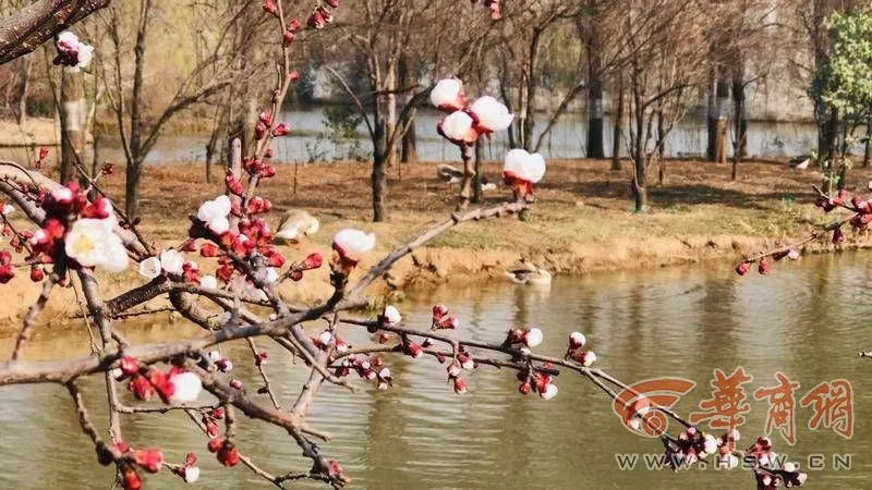 春天来看花｜赏花观柳放纸鸢 西安浐灞国家湿地公园春花香