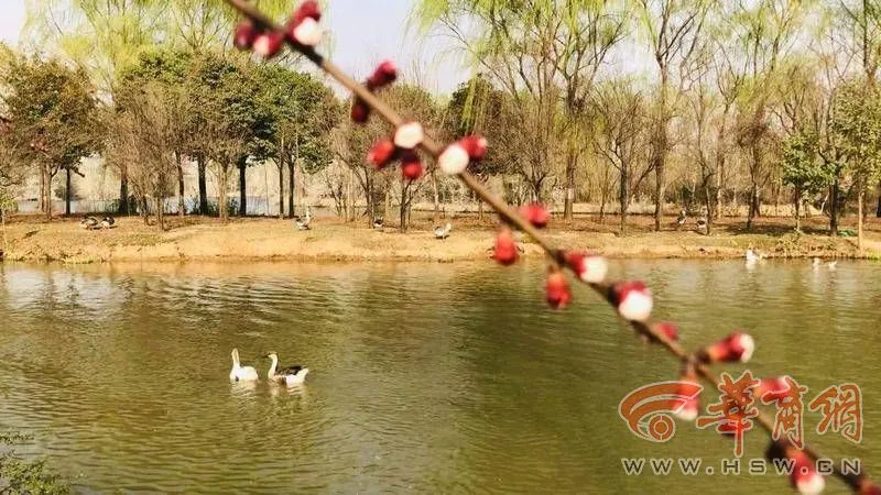 春天来看花｜赏花观柳放纸鸢 西安浐灞国家湿地公园春花香