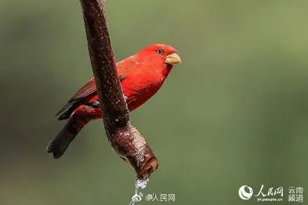 30多只血雀现身云南高黎贡山