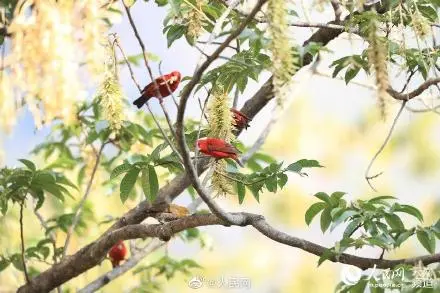 30多只血雀现身云南高黎贡山