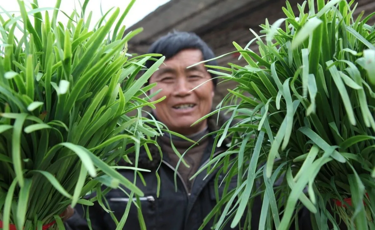 买韭菜，分清“紫根”与“白根”，口感和味道差别大，搞清楚再买