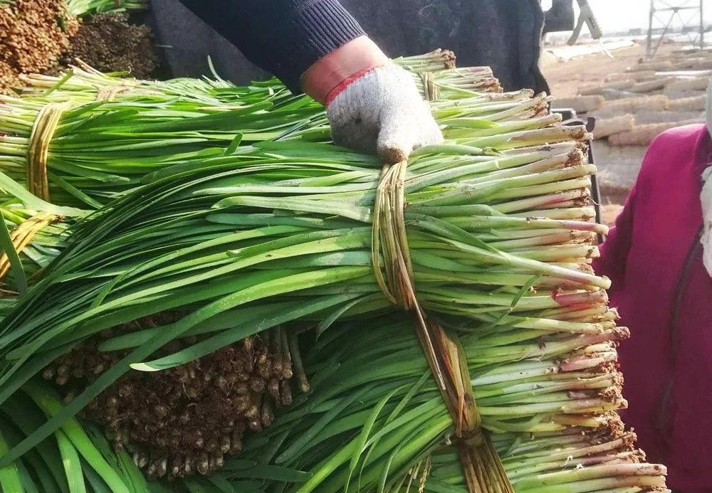 买韭菜，分清“紫根”与“白根”，口感和味道差别大，搞清楚再买