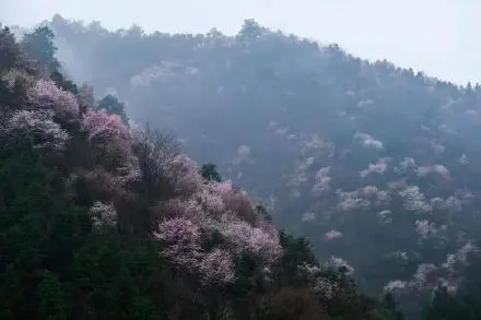 山樱初绽，建德这里的野樱花已经悄悄开了