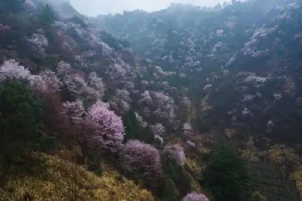 山樱初绽，建德这里的野樱花已经悄悄开了