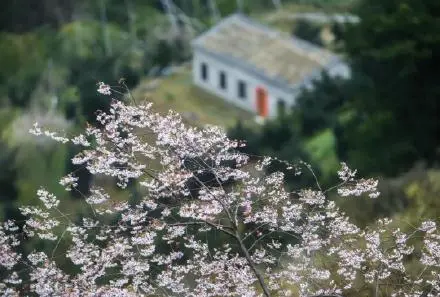 山樱初绽，建德这里的野樱花已经悄悄开了