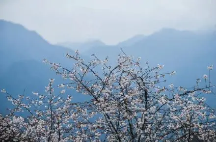 山樱初绽，建德这里的野樱花已经悄悄开了