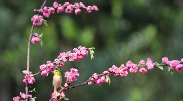 鸟语花香春光好